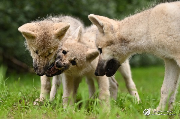 Polarwölfe Arctic wolves Anyu Nova Yuki